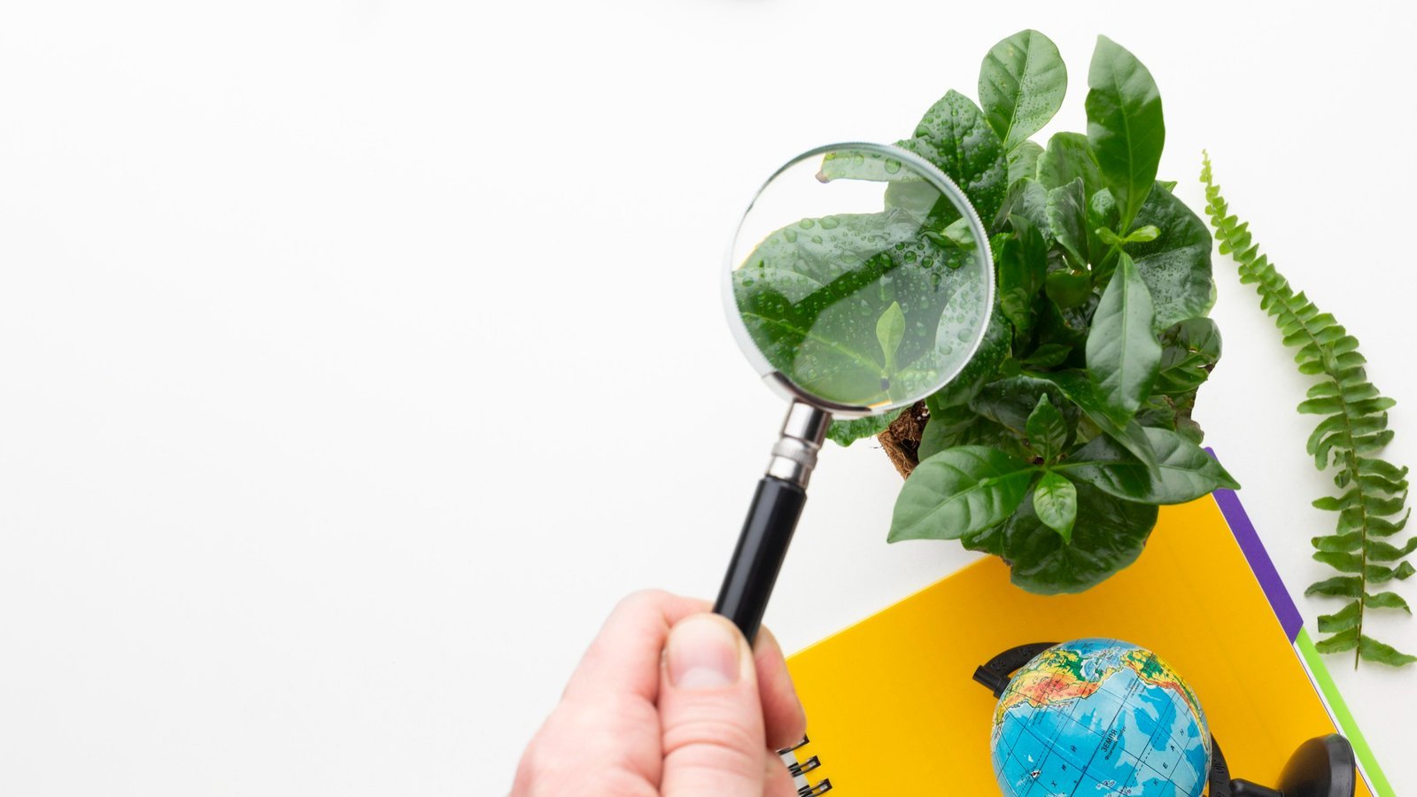 Mano con una lupa que refleja una planta, por medio de su lente | Imagen de Freepik